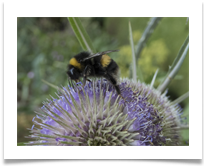 Bee - Denis McAllister